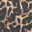 Leopard Pattern